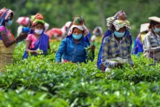 Assam's government raises the minimum wage for tea garden workers