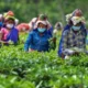 Assam's government raises the minimum wage for tea garden workers